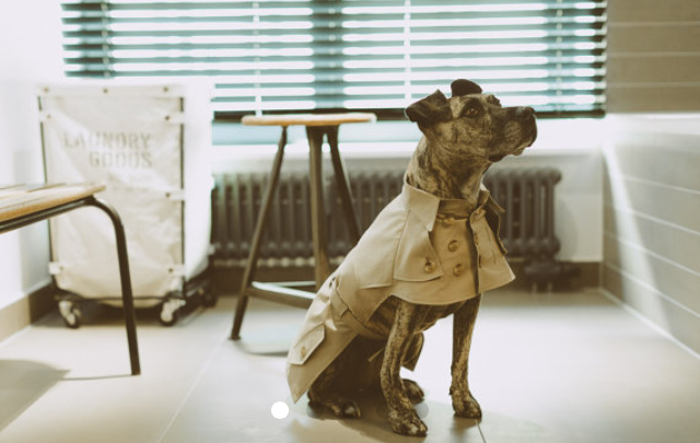 Shut up and take my money…doggy trench coat alert. 